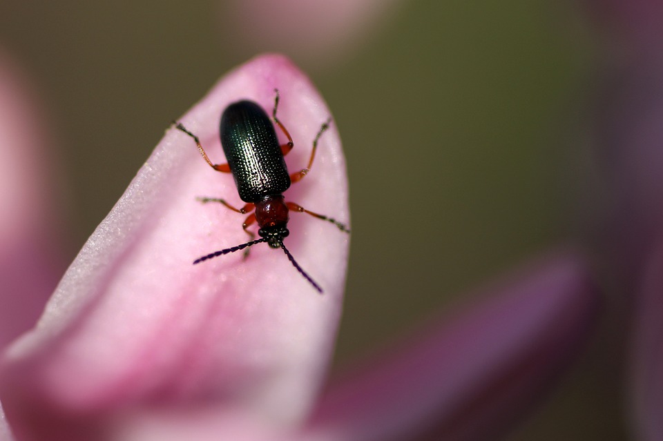 Wat te doen tegen ongedierte in de tuin? Idee Tuin